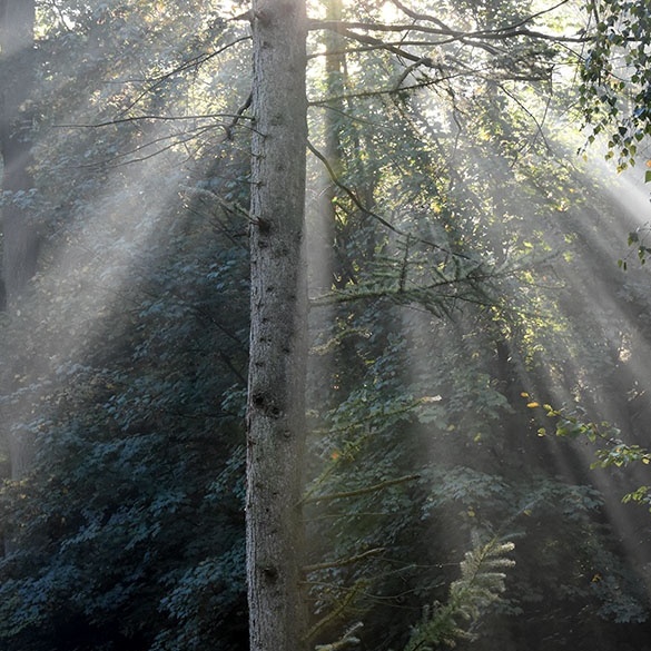 2018_Waldlauf