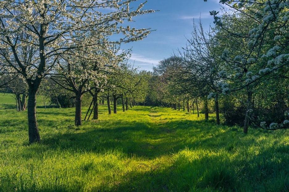 Wiese6