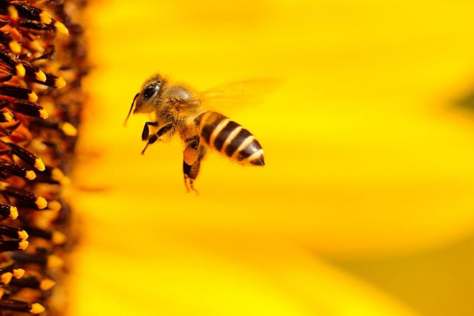 Insektenhotel2