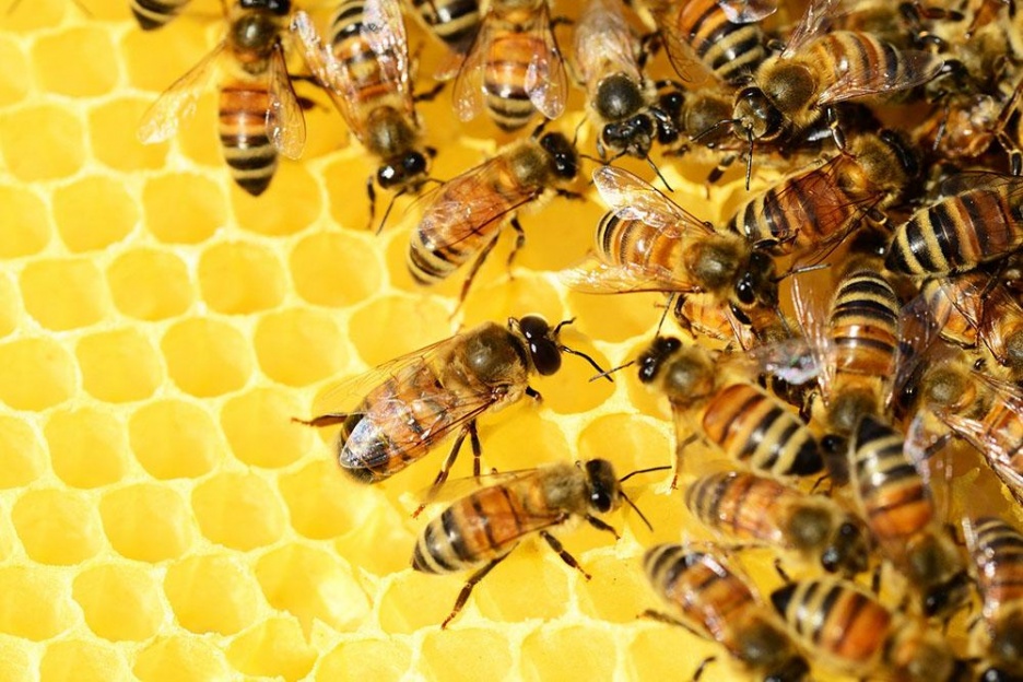 Insektenhotel6